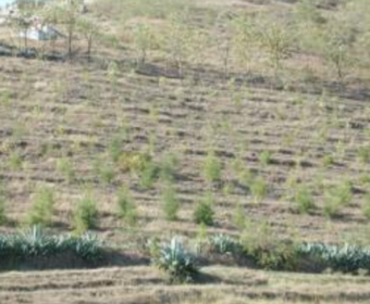 Introduction to the Longfeng Mountain Ecological Restoration Project in Pingchuan District, Baiyin City